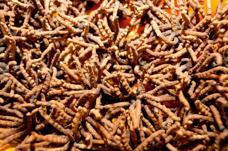 Cordyceps - Caterpillar Fungus