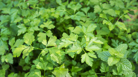 Coriander - Coriandrum sativum