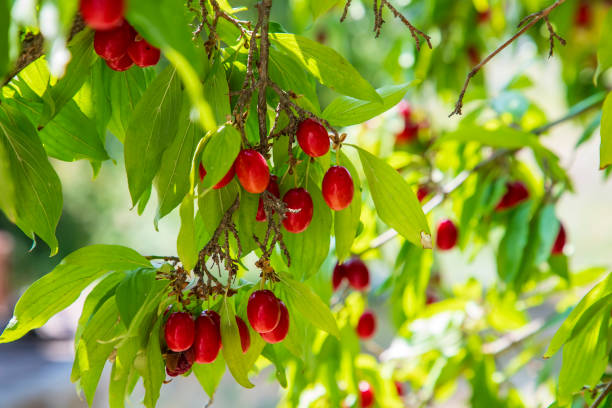 Cornelian Cherry