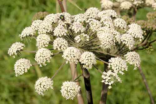 Cumin - Cuminum cyminum