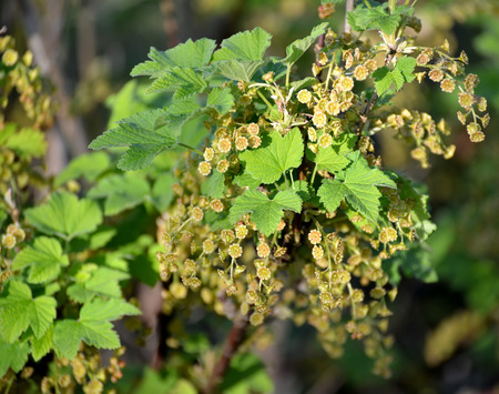 Currant - Ribes