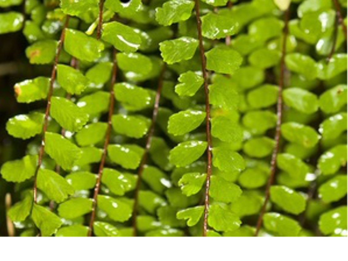 Cuti Cuti - Lunulate Spleenwort