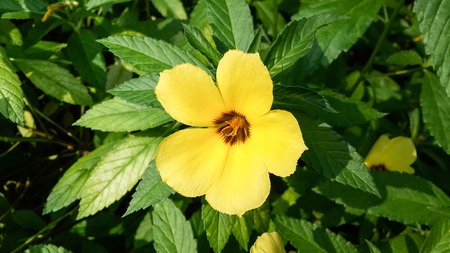 Damiana - Turnera diffusa