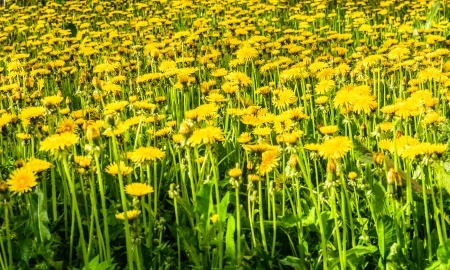 Dandelion - Taraxacum officinale
