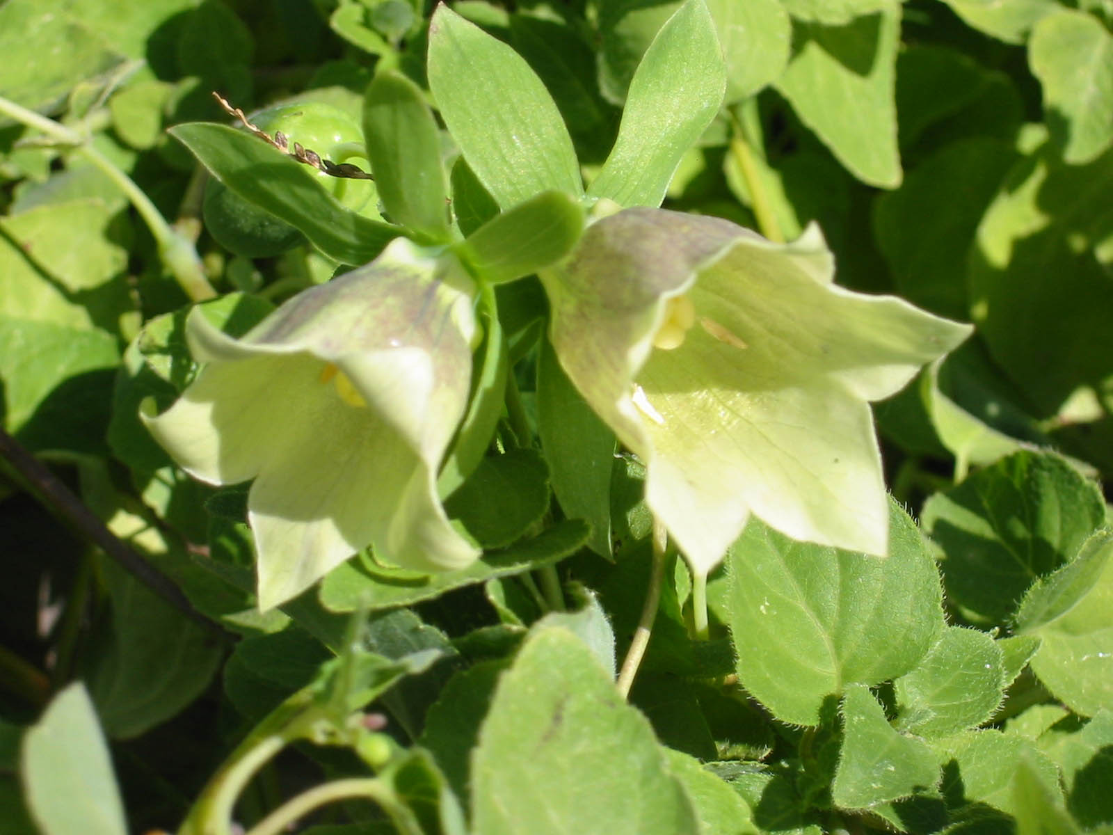 Dangshen - Bonnet Bellflower