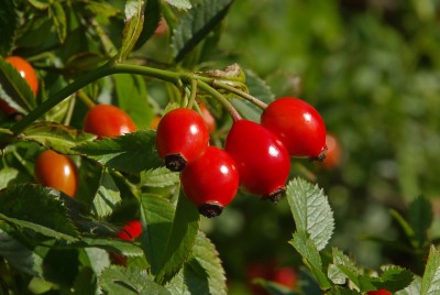 Dog Rose