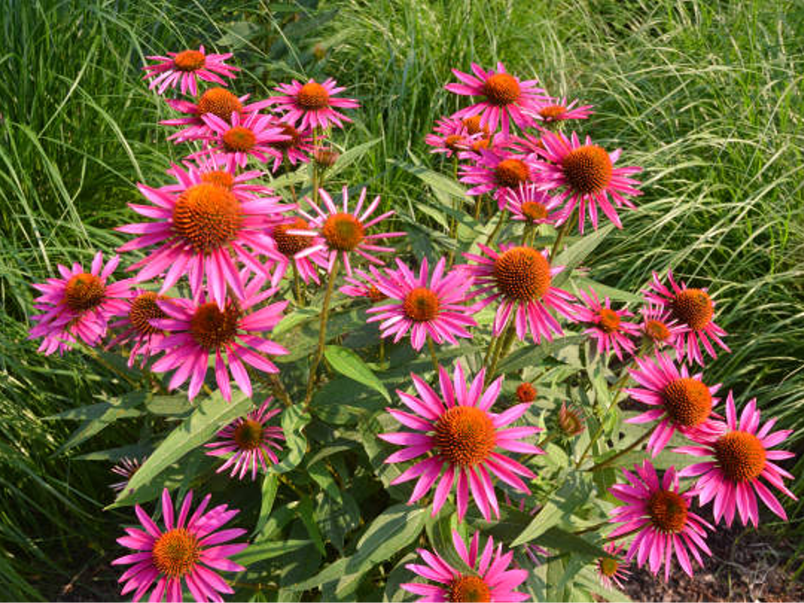 Echinacea purpurea - Purple Coneflower