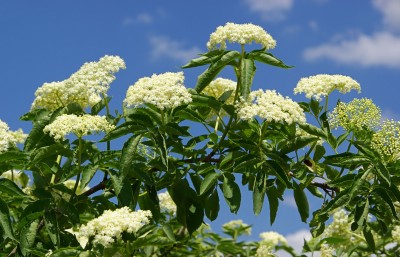 Elderberry - Sambucus nigra