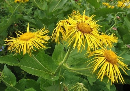 Elecampane - Inula helenium