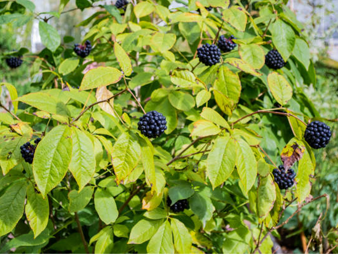 Eleuthero – Siberian Ginseng
