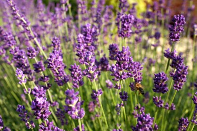English Lavender