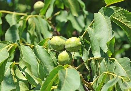 English Walnut - Juglans regia