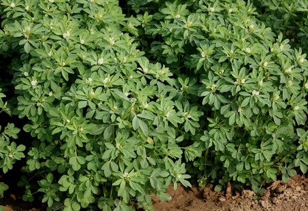 Fenugreek - Trigonella foenum-graecum