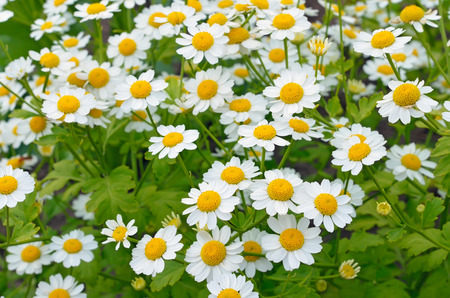 Feverfew - Tanacetum parthenium