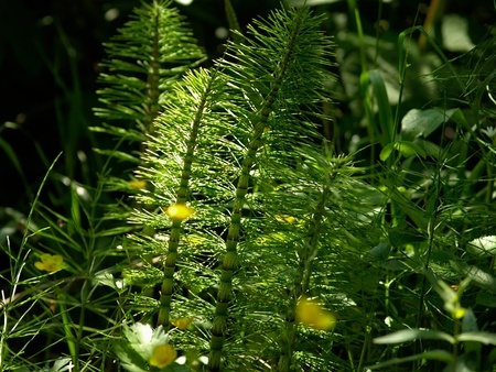 Field Horsetail - Equisetum arvense