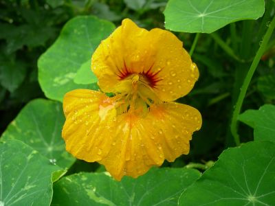 Garden Nasturtium - Tropaeolum Majus