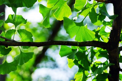 Ginkgo biloba - Maidenhair Tree