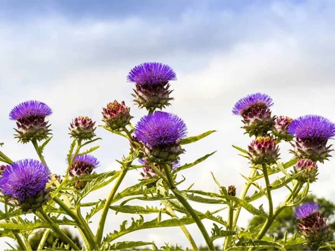 Globe Artichoke - Cynara scolymus