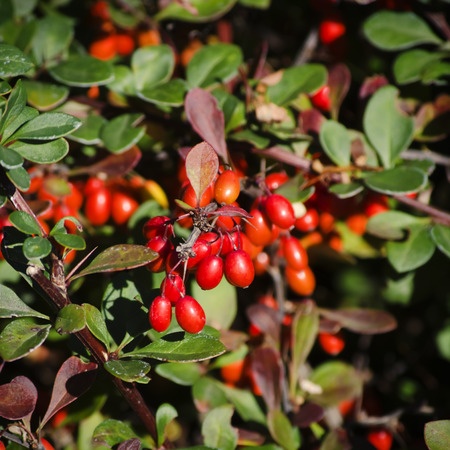 Goji - Lycium chinense