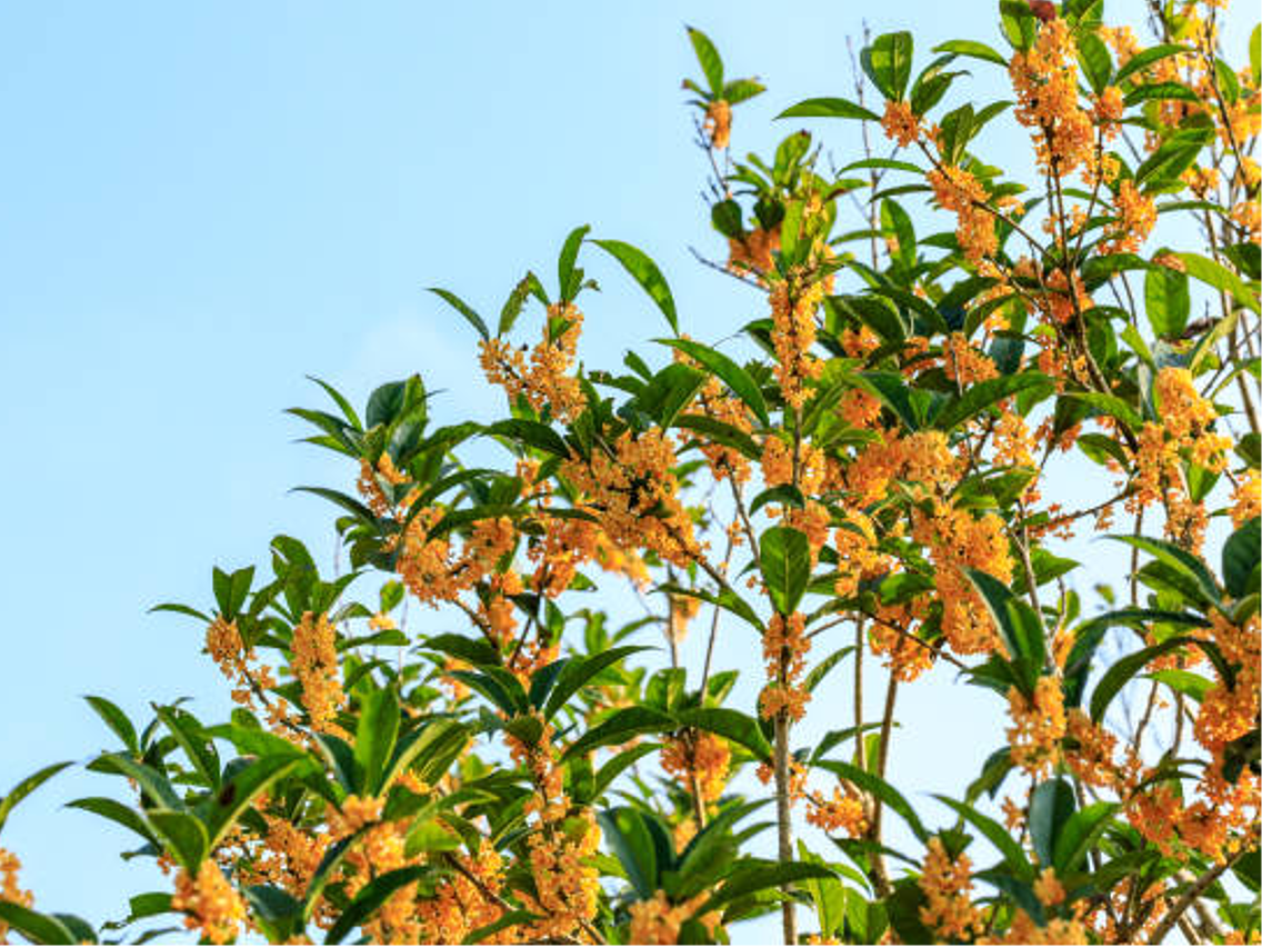 Goldenberries