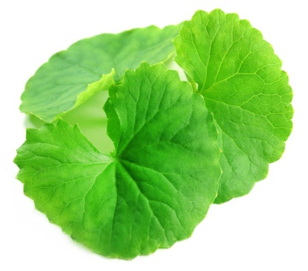 Gotu Kola - Asiatic Pennywort