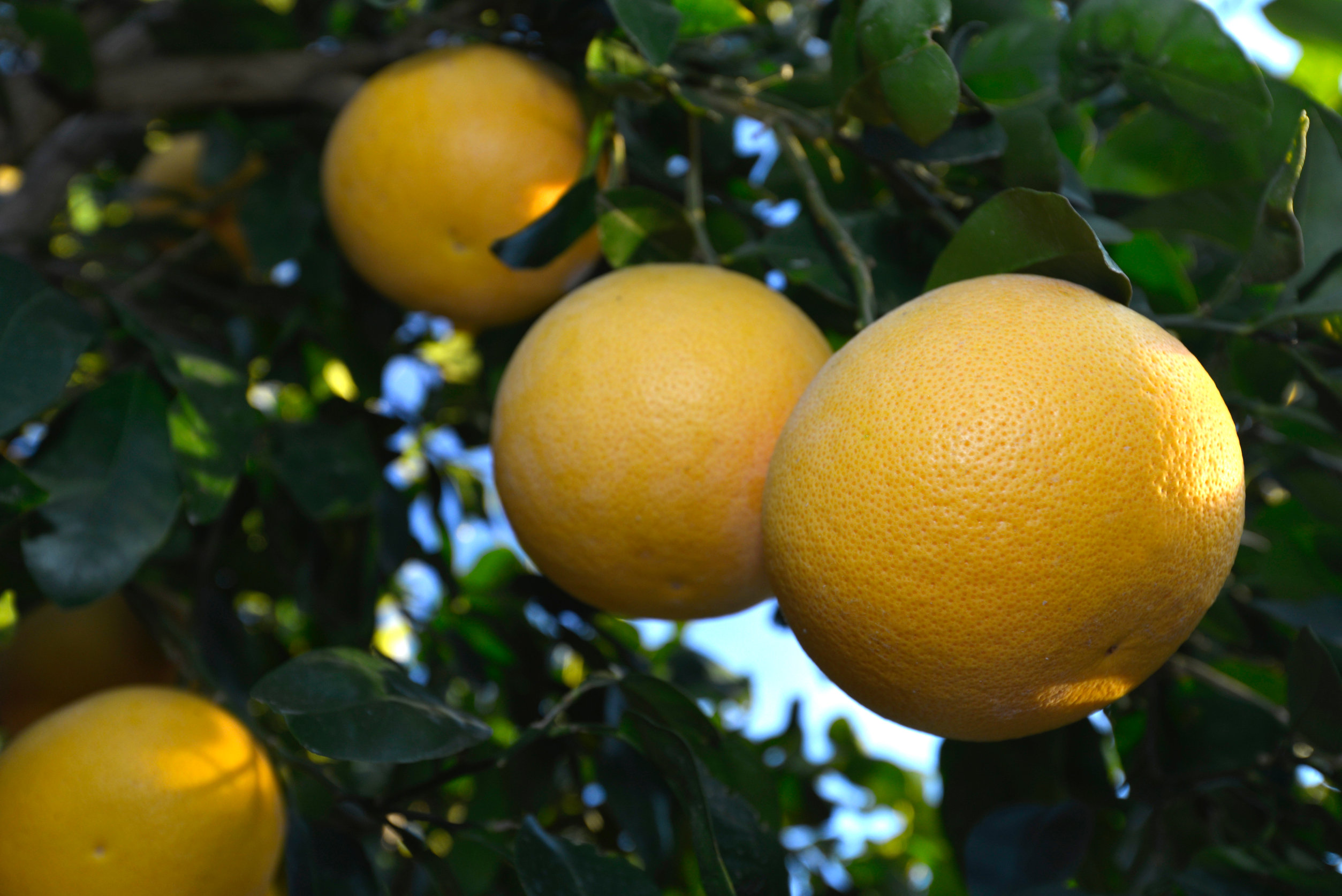 Grapefruit - Citrus paradisi