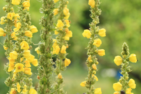 Great Mullein - Verbascum densiflorum