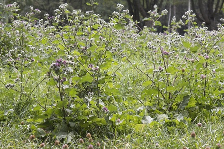 Greater Burdock – Arctium lappa