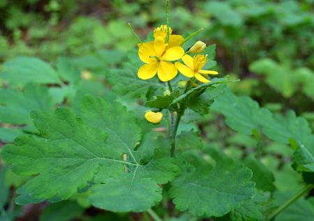 Greater Celandine - Chelidonium majus