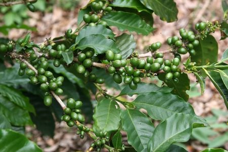 Green Coffee - Coffea arabica