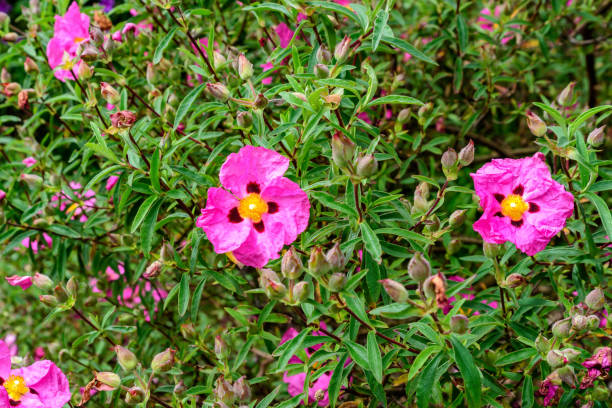 Grey-leaved Rockrose - Cistus incanus
