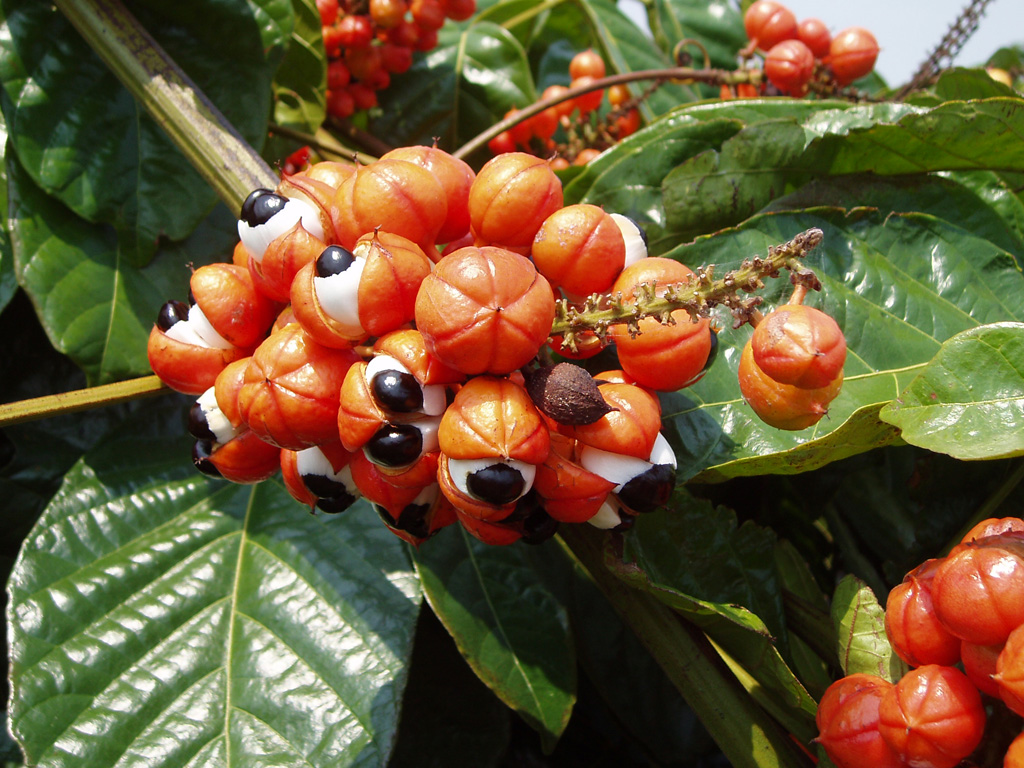 Guarana - Paullinia cupana
