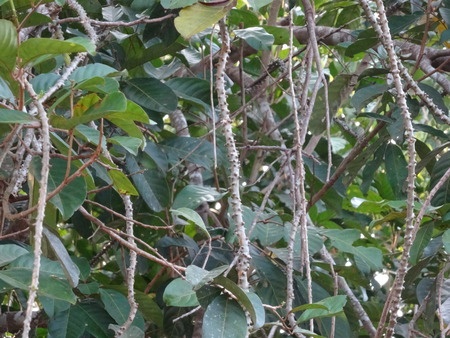 Guduchi - Heart-leaved Moonseed