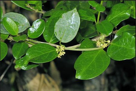 Gymnema sylvestre