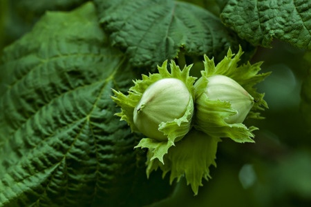 Hazelnut - Corylus avellana