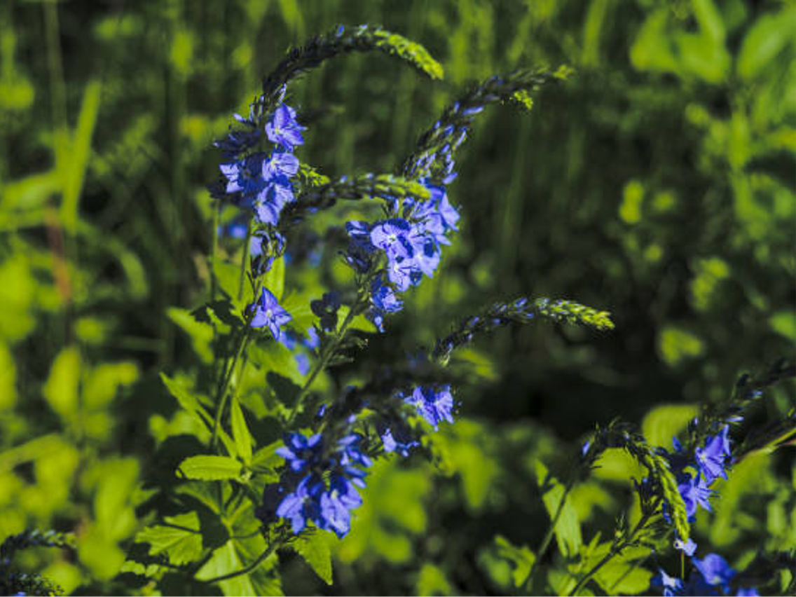 Heath Speedwell - Veronica officinalis