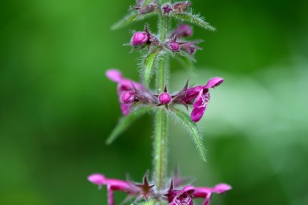 Hedge Woundwort - Stachys sylvatica