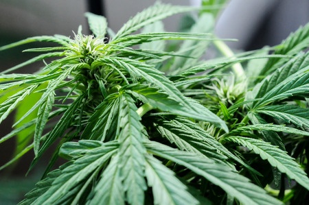 Hemp - Cannabis sativa