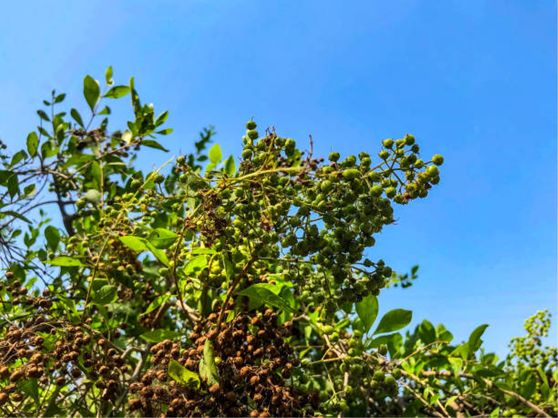 Henna – Lawsonia inermis