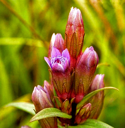 Hercampuri - Gentianella alborosea