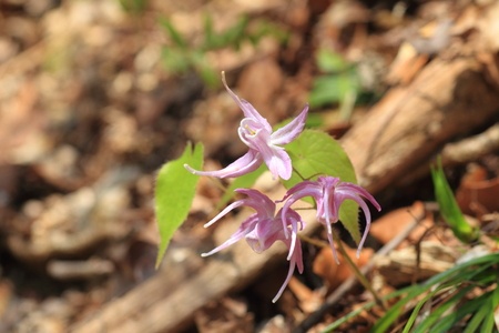 Horny Goat Weed – Epimedium sagittatum