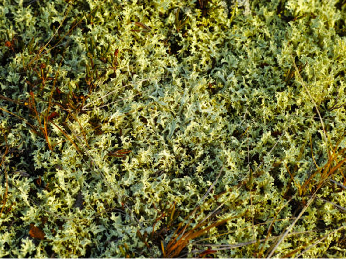 Iceland Moss - Cetraria islandica