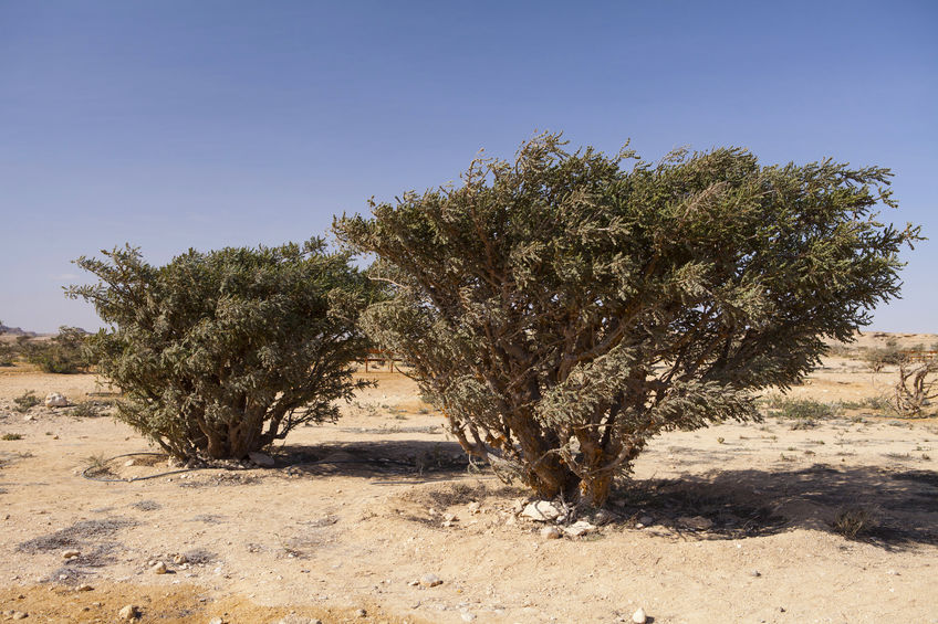 Indian Frankincense - Boswellia serrata