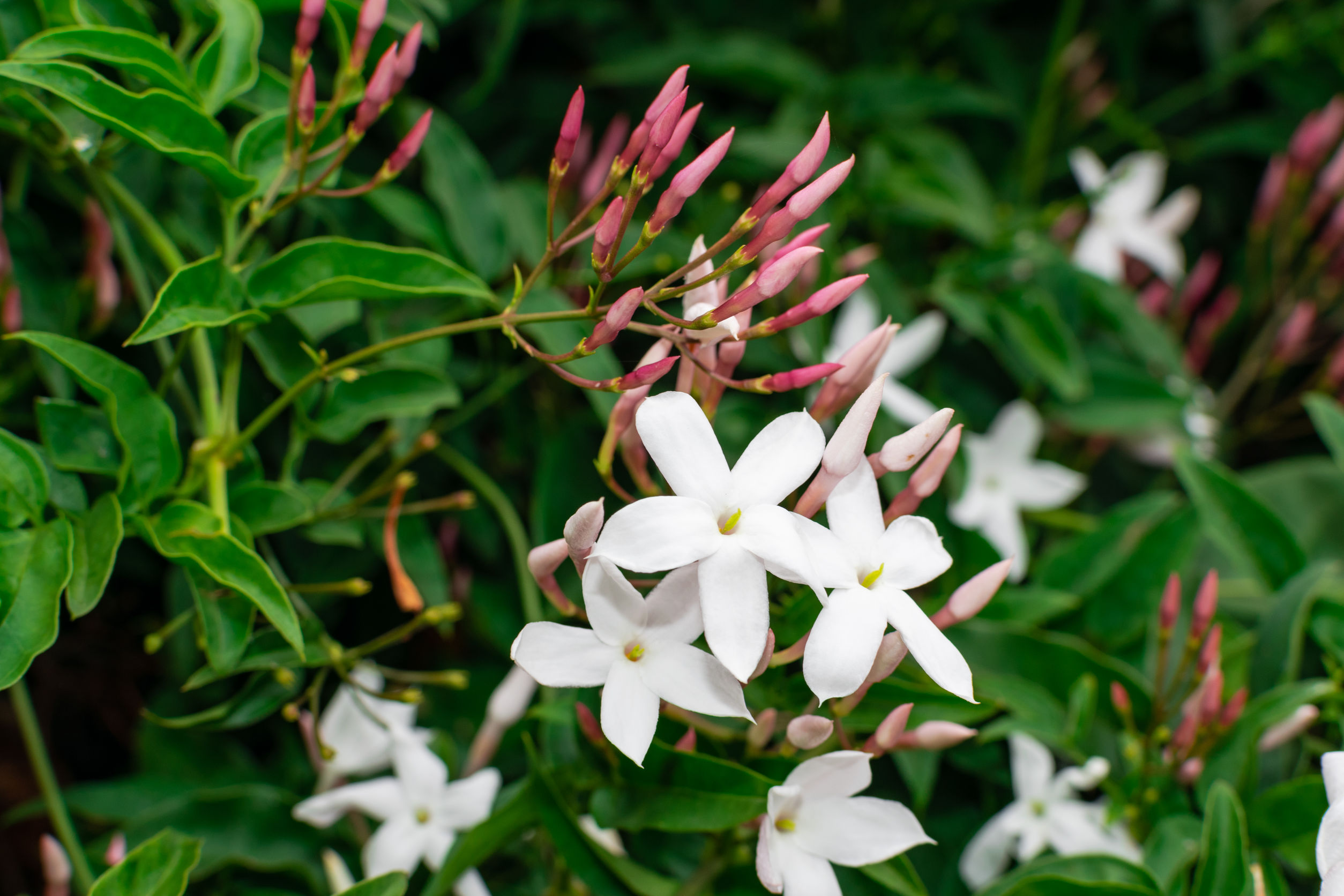 Jasmine - Jasminum officinale