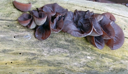 Jelly Ear Fungus - Auricularia auricula-judae