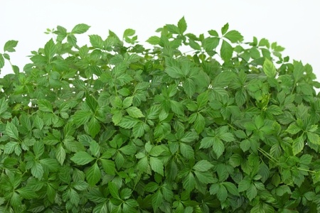 Jiaogulan - Five-leaf Ginseng