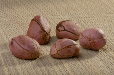 Kola Nut - Cola acuminata