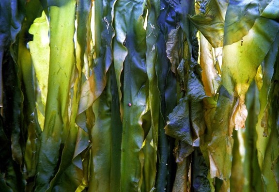 Kombu Seaweed - Laminaria japonica