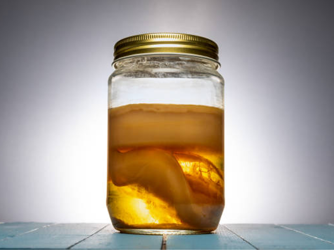 Kombucha - Tea Fungus
