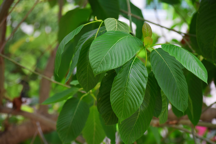 Kratom - Mitragyna speciosa